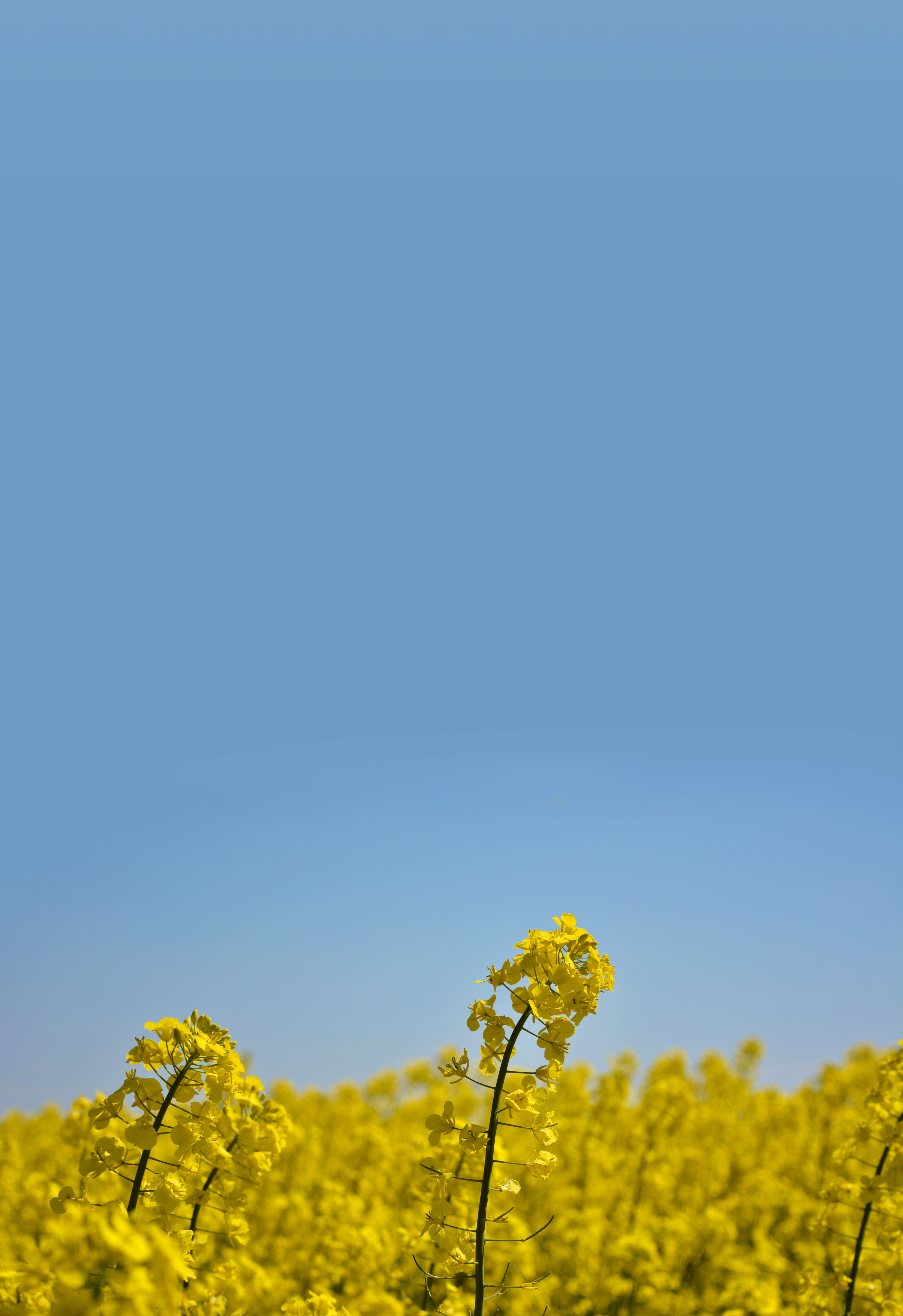 Rapsfeld